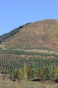 ATP-Hrant-Dink-Memorial-Forest