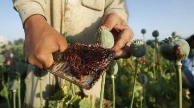 An Afghan man works on a poppy field in Jalalabad province, May 1, 2014. REUTERS/Parwiz (AFGHANISTAN - Tags: SOCIETY DRUGS) - RTR3NCYZ