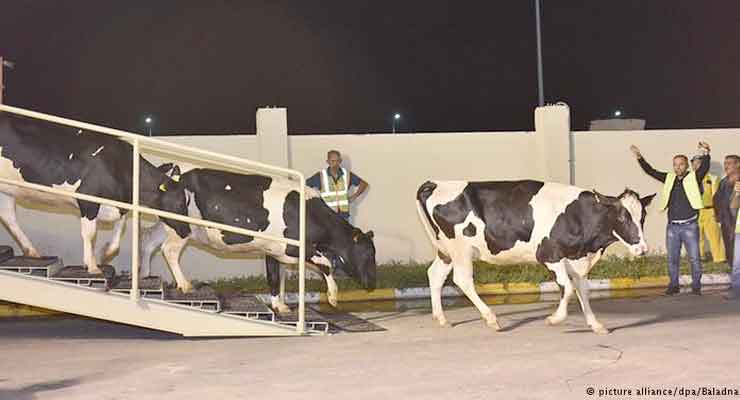 German milk cows arrive in Qatar as Saudi boycott continues