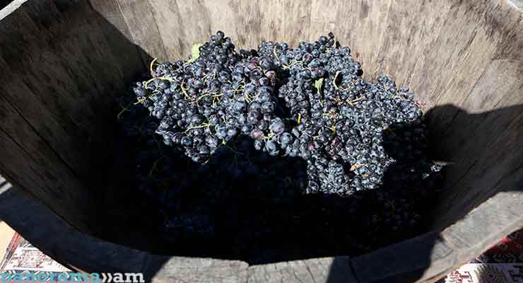 Armenia Blessing of Grapes