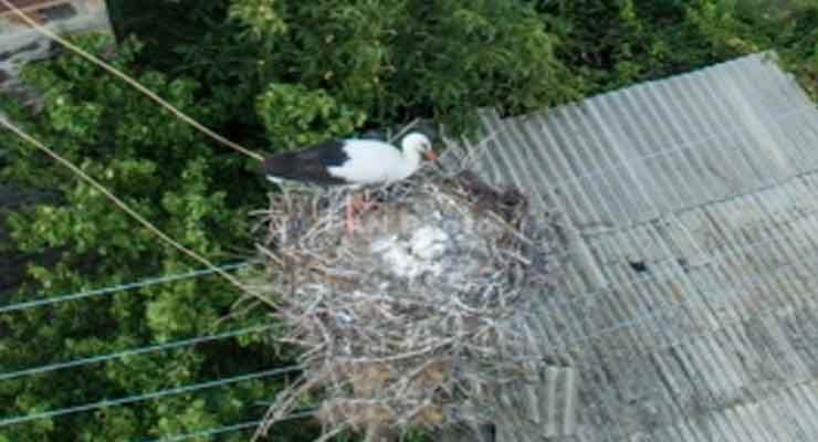 Armenian villagers monitor storks' breeding process 