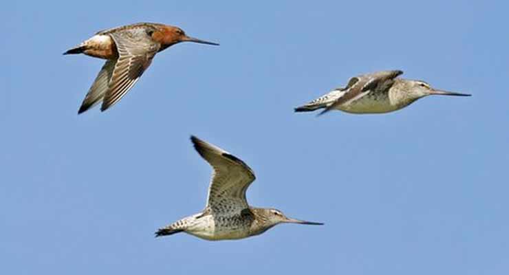 Long Distance Birds Migratory birds: The real long-distance champions - Gagrule.net